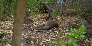 袋鼠躺在公园的树荫下
