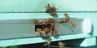 蜜蜂飞向蜂巢。