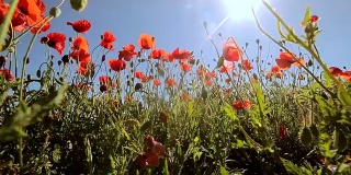 在明亮阳光的背景下，田野里的罂粟花。微风以一种令人惊异的方式吹动着花朵