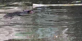 加拿大蓖麻在池塘表面游泳