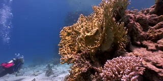 潜水附近鱼群在珊瑚礁放松水下红海。