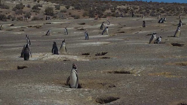 Puerto Madryn Pinguins and Landscapes