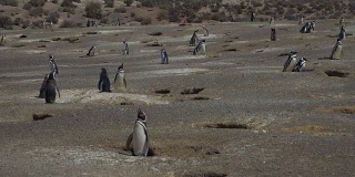 Puerto Madryn Pinguins and Landscapes