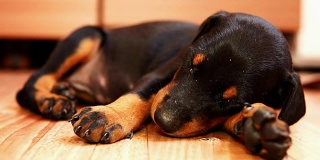 可爱的小狗品种杜宾睡觉。小狗。
