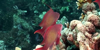 这是一群美丽的鲈鱼在红海水下的珊瑚中的特写。