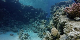 海洋和珊瑚。五彩缤纷的热带鱼。