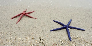 两只海星，红的和蓝的，躺在沙滩上