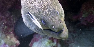 巨大的Gymnothorax Javanicus moray鳗鱼在纯净透明的红海水。