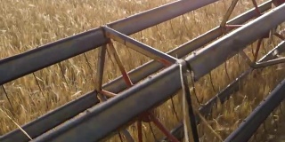 近距离观察脱粒机卡车的叶片在金色的麦田里搬运玉米。农业拖拉机