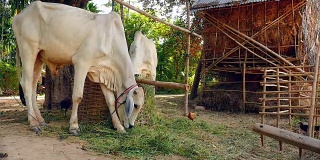 用绳子绑着的白奶牛在农家院子里吃着竹篮里的草