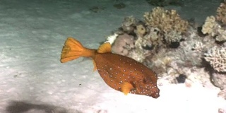 黄箱鲀:介形鱼科，在红海中有斑点。