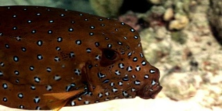 黄箱鲀:介形鱼科，在红海中有斑点。