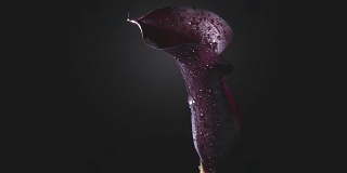 在黑色的背景上，一滴露珠顺着栗色马蹄莲的花瓣流下。慢动作，全高清视频，240fps, 1080p。