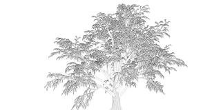 三维渲染的循环树动画作为线框隔离