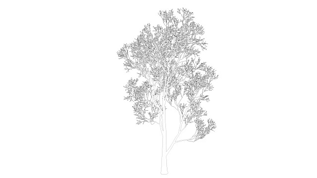 三维渲染的循环树动画作为线框隔离