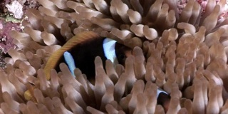 红海水下海葵中的小丑鱼。