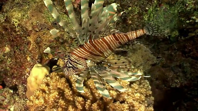 条纹有毒鱼一种常见的狮子鱼，生活在红海海底。
