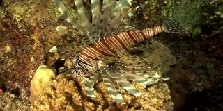 条纹有毒鱼一种常见的狮子鱼，生活在红海海底。