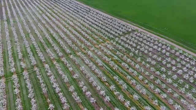 青梅满园，俯视图。一串串的嗡嗡飞过梅花盛开的花园