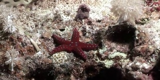 水下放松视频关于海洋自然在纯净透明的红海。