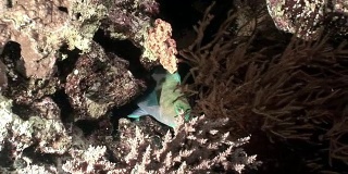 生锈的鹦嘴鱼从珊瑚红海下探出头来。