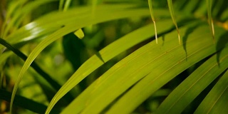 用阳光模糊热带绿色棕榈叶，用散景抽象自然背景。散焦郁郁葱葱的树叶