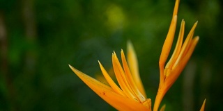 橙色和黄色的螺旋藻，苍蝇草，鸟天堂近景，绿色背景。异国情调的热带花卉