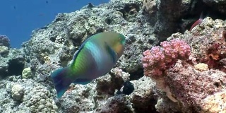 锈鹦鹉鱼在红海水下吃珊瑚。