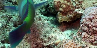 锈鹦鹉鱼在红海水下吃珊瑚。