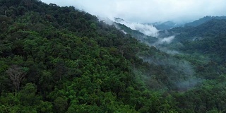 4k鸟瞰图和移动摄影在考索国家公园薄雾热带雨林。