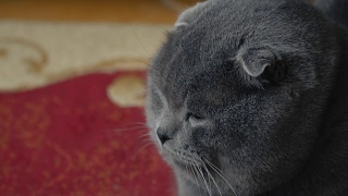 猫垂耳的英国人视频素材模板下载