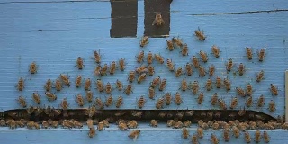 蜜蜂正在清洁木养蜂场入口