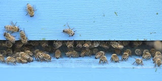 蜜蜂正在清洁木养蜂场入口