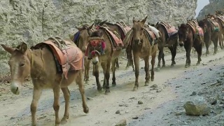 驴子在尼泊尔的山路上驮着很多东西。视频素材模板下载