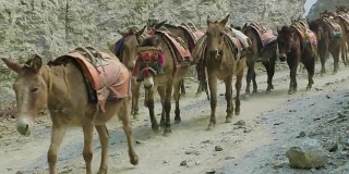 驴子在尼泊尔的山路上驮着很多东西。
