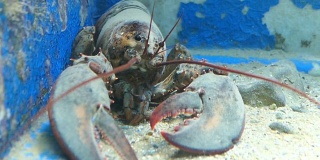 水族馆中的欧洲龙虾(科孚岛)