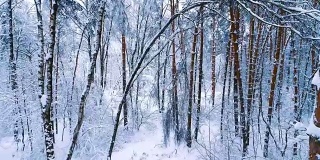 森林里白雪皑皑的树枝。冬天的童话背景