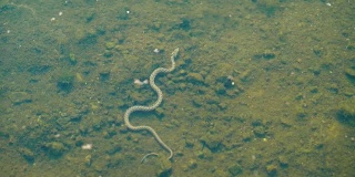 蛇浮在水面下。