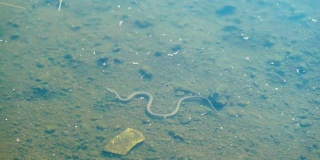 蛇在水下。