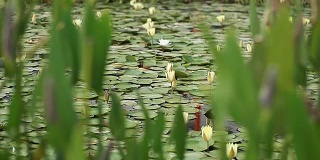 以色列热带池塘中盛开的睡莲