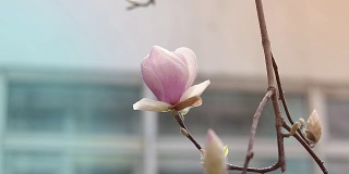 淡淡的春风中，粉红色的玉兰在树上开满了花。景深浅。