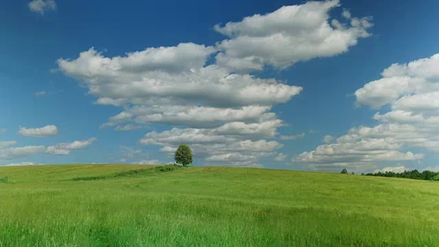 绿野上的一棵孤独的树，映衬着蓝天