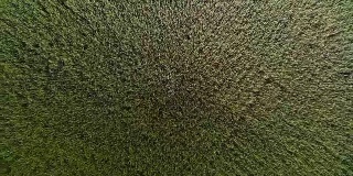 从上面看绿色的小麦。摄影机飞离地面，上坡。用无人机拍摄，摄像机从顶部观察小麦。小麦随风摆动