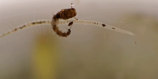 在显微镜下，这只寡毛纲蠕虫与一只蚊子的幼虫相撞并纠缠在一起