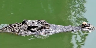 鳄鱼在绿色的沼泽水里游泳