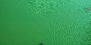 鳄鱼在绿色的沼泽水里游泳