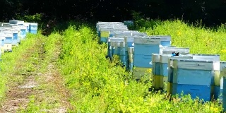 罗伊在养蜂场的蜂箱附近。林中空地上的养蜂场。生产蜂蜜。