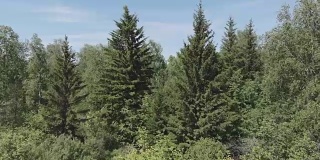 在斯托尔比自然保护区飞越西伯利亚针叶林。