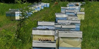 林中空地上的养蜂场。生产蜂蜜。养蜂人在养蜂场收集蜂蜜。
