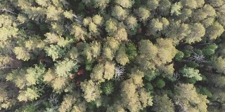 在斯托尔比自然保护区飞越西伯利亚针叶林。